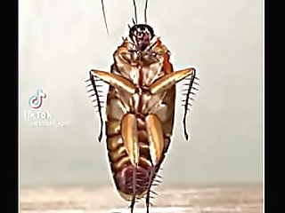 exotic thai beauty amy spanks her tranny - beautiful shemale