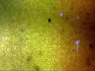 groobygirls: another bite of the cherry