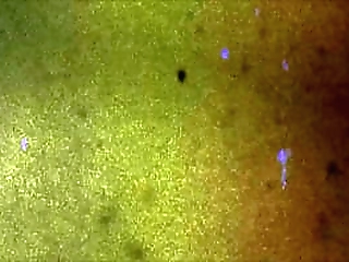 groobygirls: aria sativa is dripping wet!