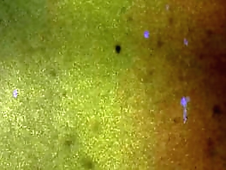 bobstgirls: an evening with venus rose!