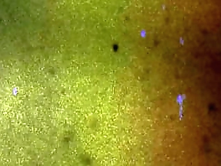 sexy ts natalia gets wet and wild for a big cock