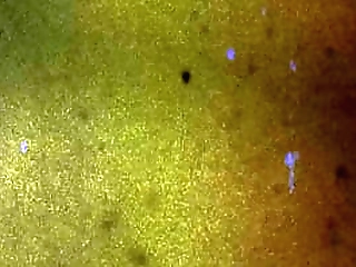 brunette tranny fuck horny latina shemale