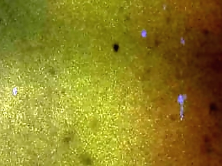 mini skirt ladyboy cheerleader sexy schoolgirl uniform